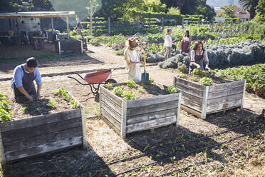 Menschen bei der Gartenarbeit im sonnigen Gemeinschaftsgarten - CAIF24589