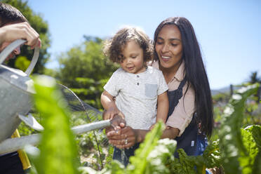 Mother and toddler son gardening in sunny vegetable garden - CAIF24593