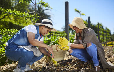 Lesbisches Paar bei der Gartenarbeit im sonnigen Gemüsegarten - CAIF24603