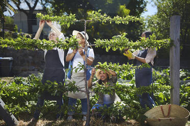 Frauen arbeiten im sonnigen Gemüsegarten - CAIF24605