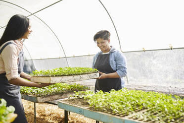 Young women working, carrying sapling tray in plant nursery greenhouse - CAIF24616