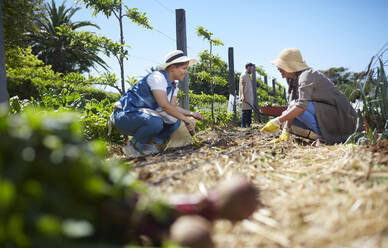 Women working in sunny vegetable garden - CAIF24631
