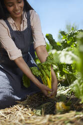 Smiling woman harvesting yellow chard in sunny vegetable garden - CAIF24644