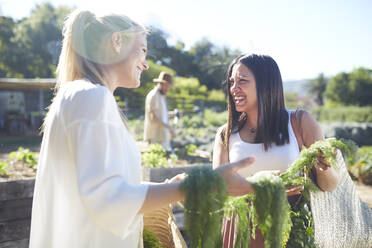 Lächelnde Frauen bei der Gemüseernte im sonnigen Garten - CAIF24645