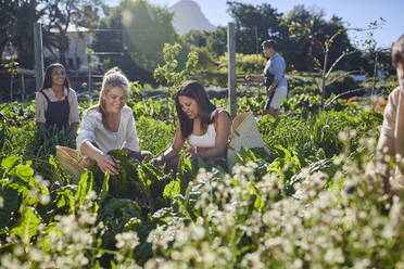 Lächelnde Frauen bei der Gemüseernte im sonnigen Garten - CAIF24648