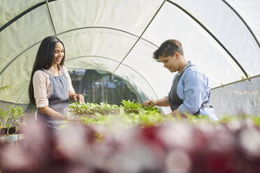 Women working, checking saplings in plant nursery greenhouse - CAIF24651