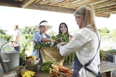 Frauen beim Einkaufen, Gemüsekauf auf dem Bauernmarkt - CAIF24652