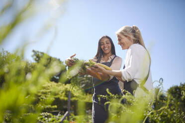 Smiling women workers harvesting carrots in sunny vegetable garden - CAIF24656