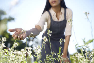 Frau bei der Gartenarbeit, berührt weiße Blumen im sonnigen Garten - CAIF24660