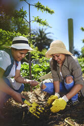 Junge Frauen bei der Gartenarbeit, Pflanzen im sonnigen Gemüsegarten - CAIF24661