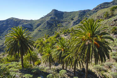 Spanien, Provinz Santa Cruz de Tenerife, Dattelpalmen (Phoenix canariensis) in einem grünen Tal auf der Insel La Gomera - SIEF09668