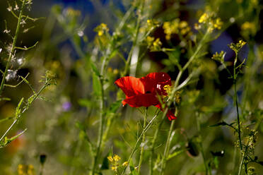 Germany, Close-up of single poppy blooming amid wildflowers - JTF01490