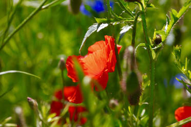 Deutschland, Nahaufnahme von blühendem Mohn im Freien - JTF01491