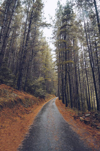Spain, Asturias, Cantabria, Road through forest in Potes stock photo