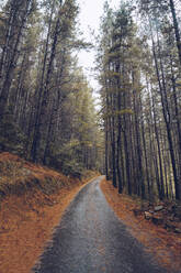 Spain, Asturias, Cantabria, Road through forest in Potes - RSGF00242