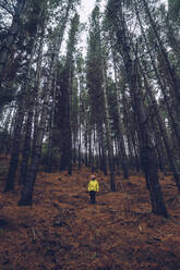 Mann stehend im Wald, Spanien - RSGF00244