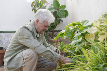 Senior man caring for plants on terrace - AFVF05885