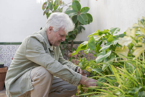 Älterer Mann bei der Pflege von Pflanzen auf der Terrasse - AFVF05885