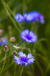 Germany, Close-up of cornflowers (Centaurea cyanus) blooming outdoors - JTF01495