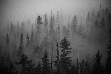 Aussicht auf den gemäßigten Regenwald mit Nebel und niedrigen Wolken - CAVF77986