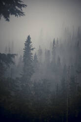 Aussicht auf den gemäßigten Regenwald mit Nebel und niedrigen Wolken - CAVF77988