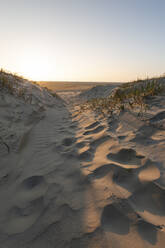 Dänemark, Romo, Sanddünen an der Küste bei Sonnenuntergang - ASCF01177