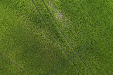 Germany, Brandenburg, Drone view of vast green countryside field - ASCF01212
