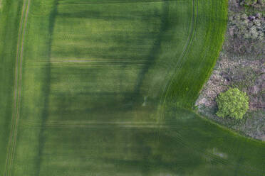 Germany, Brandenburg, Drone view of vast green countryside field - ASCF01214