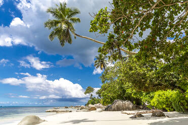 Seychelles, Mahe, Palm trees at Beau Vallon Beach in summer - MABF00567