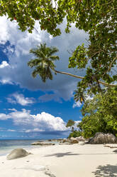 Seychelles, Mahe, Palm trees at Beau Vallon Beach in summer - MABF00568