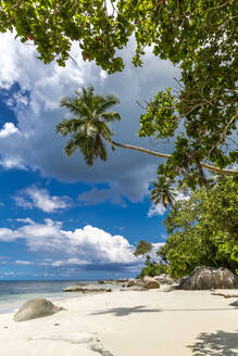 Seychellen, Mahe, Palmen am Strand von Beau Vallon im Sommer - MABF00568