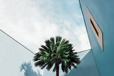 Low Angle View of Palm Tree und Haus gegen den Himmel - EYF02010