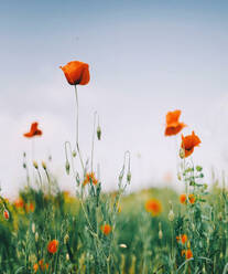 Nahaufnahme von Orange Mohn auf Feld gegen Himmel - EYF02012