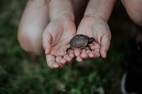 Mittelteil eines Kindes, das eine Schildkröte hält - EYF02033