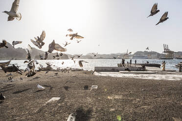 Oman, Muscat, Taubenschwarm beim Aasfressen am Strand - AUF00172