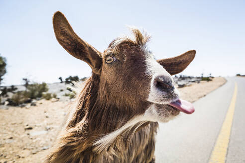 Oman, Portrait of goat sticking out tongue at camera - AUF00182