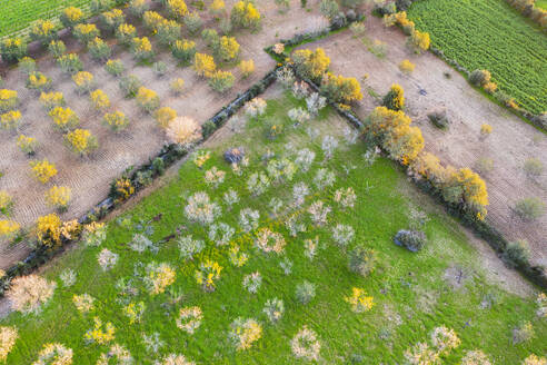 Spanien, Balearische Inseln, Felanitx, Drohnenaufnahme von blühenden Mandelbäumen in einem Obstgarten im Frühling - SIEF09706