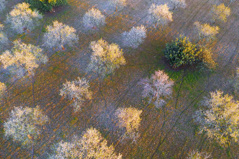 Spanien, Balearische Inseln, Felanitx, Drohnenaufnahme von blühenden Mandelbäumen in einem Obstgarten im Frühling - SIEF09707