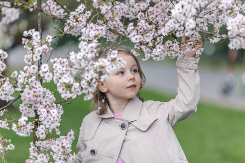 Porträt eines kleinen Mädchens in einem Park, das die Blüten der japanischen Kirsche betrachtet - OGF00263