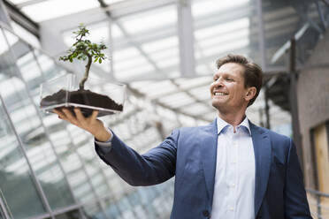 Businessman watching bonsai grow in transparent box - JOSEF00151