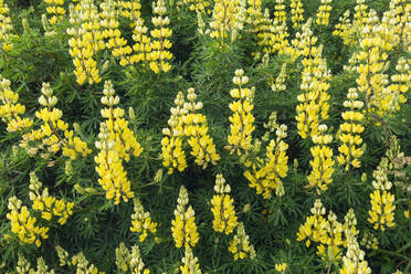 Neuseeland, Blühende Gelbe Buschlupine (Lupinus arboreus) - RUEF02673