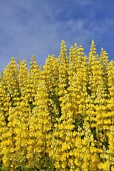 Neuseeland, Blühende Gelbe Buschlupine (Lupinus arboreus) - RUEF02688