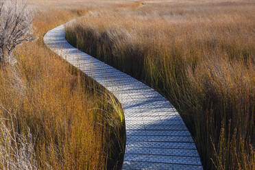 New Zealand, Otago, Clutha District, Empty Tautuku Estuary Walkway surrounded by tall brown grass - RUEF02691