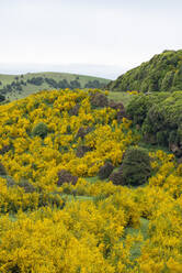 Neuseeland, Otago, Gewöhnlicher Ginster (Cytisus Scoparius) blüht im Frühling - RUEF02698