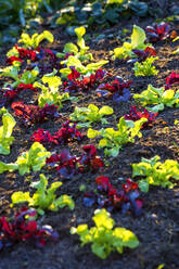 Deutschland, Lollo Rosso Salat wächst im Gemüsegarten - NDF01032