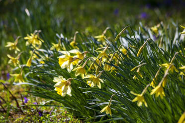 Deutschland, Narzissen blühen im Frühling - NDF01036