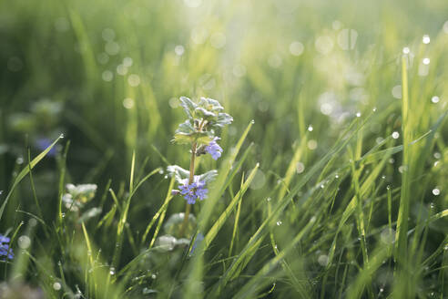 Morgentau auf Gras - EYAF01016