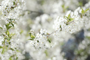 White cherry blossoms - EYAF01018