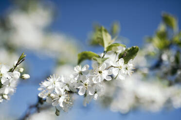 Weiße Kirschblüten gegen blauen Himmel - EYAF01019