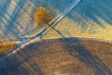 Deutschland, Bayern, Icking, Drohne Blick auf einsame Eiche wächst durch Landschaft Feldweg bei Winterdämmerung - SIEF09717